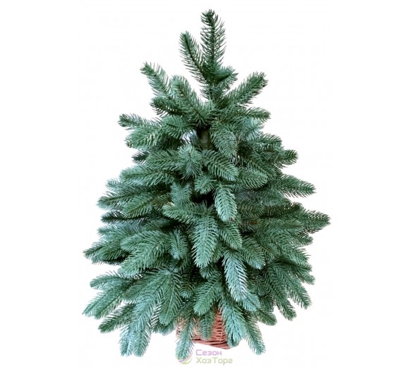 Ялина лита блакитна 0,7 м у горщику з лози